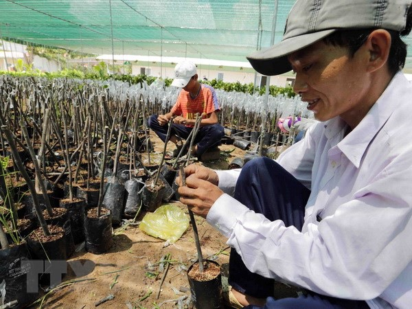 Ưu tiên xây dựng mô hình hợp tác xã gắn với chuỗi giá trị
